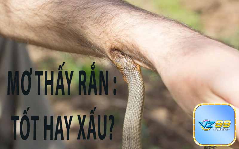Mơ thấy rắn- Điềm tốt hay điềm xấu