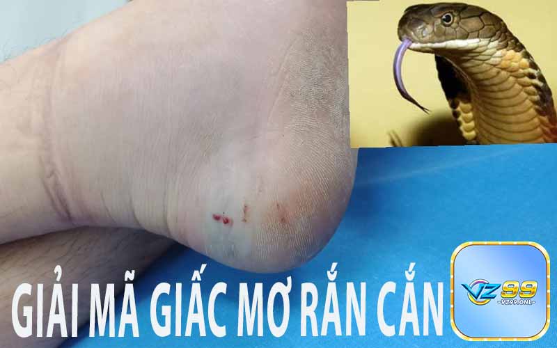 Giải mã giấc mơ rắn cắn